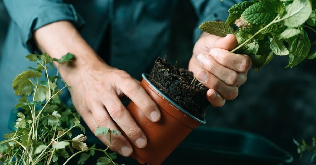 9 plantes aromatiques à planter en automne pour un hiver plein de saveurs