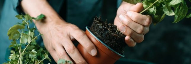 9 plantes aromatiques à planter en automne pour un hiver plein de saveurs