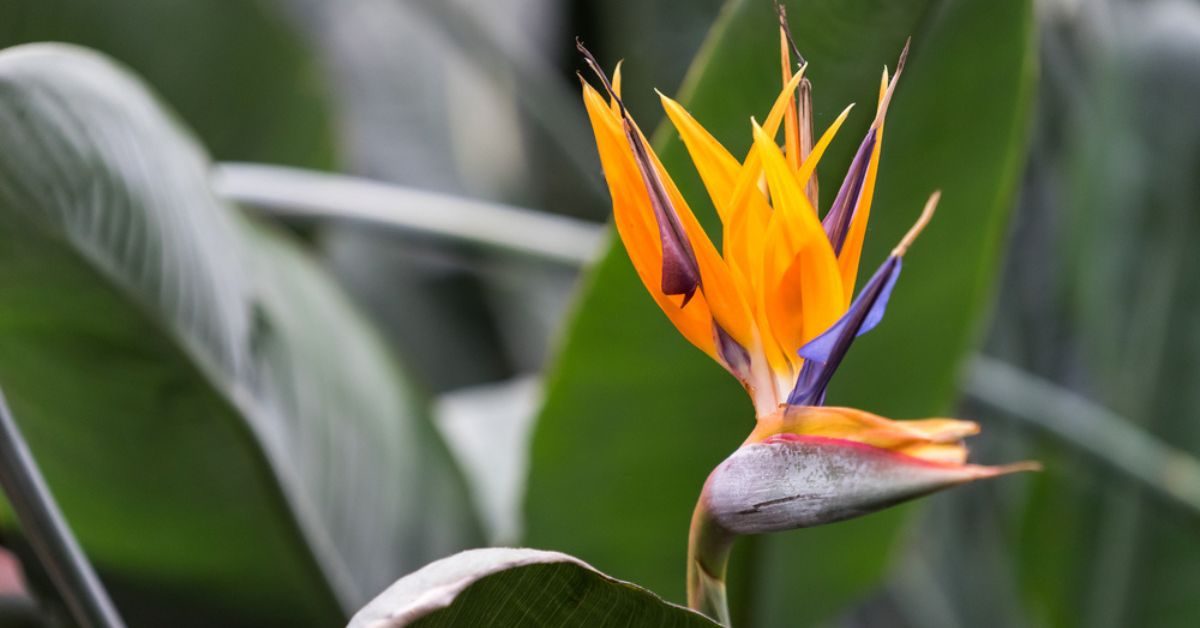 10 plantes exotiques fascinantes à installer au jardin pour rêver d’horizons lointains