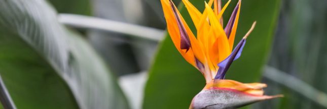 Des plantes exotiques pour les jardins français