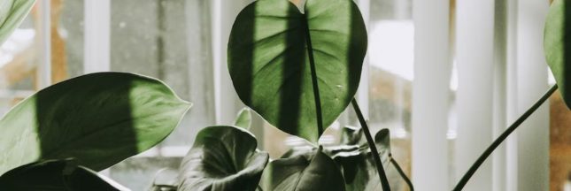 Prendre soin de ses plantes en vacances.