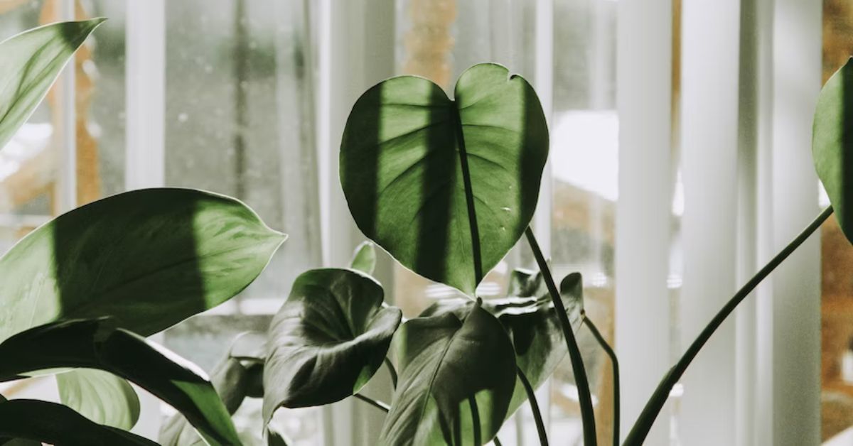 Comment prendre soin de ses plantes lorsque l'on part en vacances ? Comment prendre soin de ses plantes lorsque l'on part en vacances ?