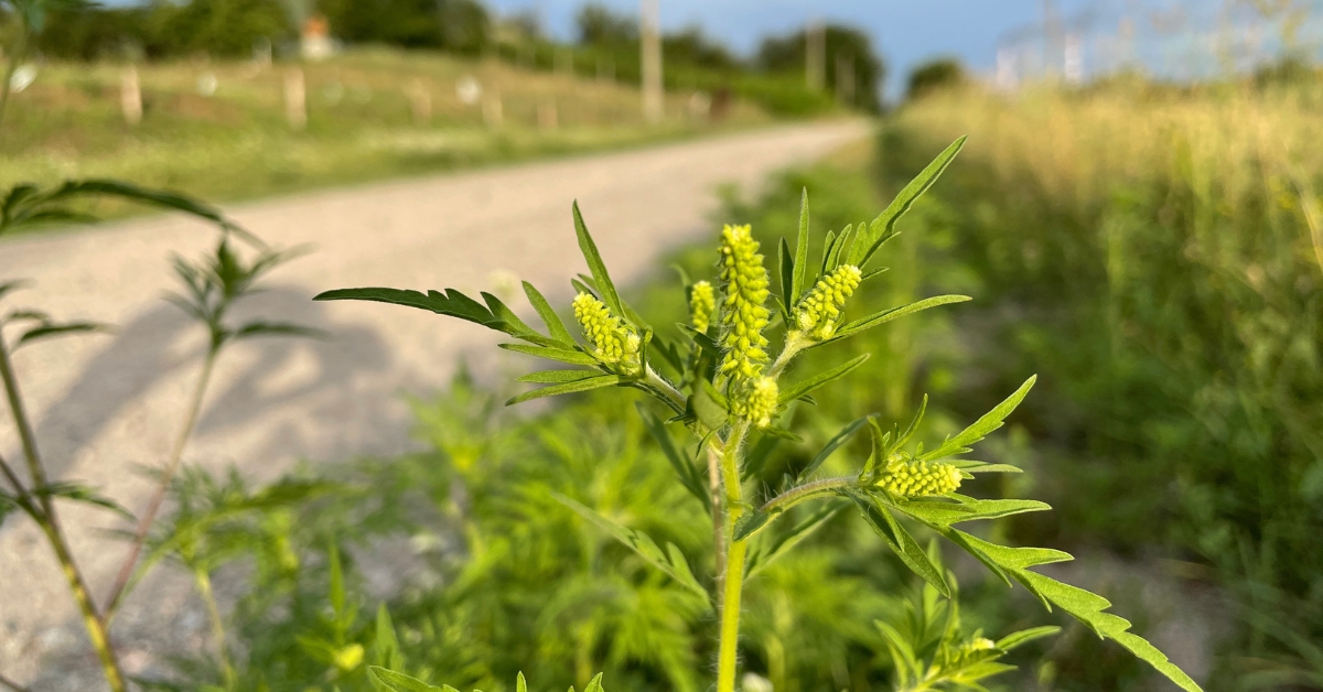 Ambroisie : 15% des Français pourraient devenir allergiques d'ici 2050