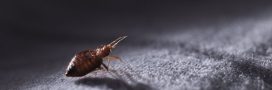 Punaises de lit : les huiles essentielles efficaces pour s’en débarrasser
