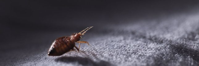 shutterstock_514911577