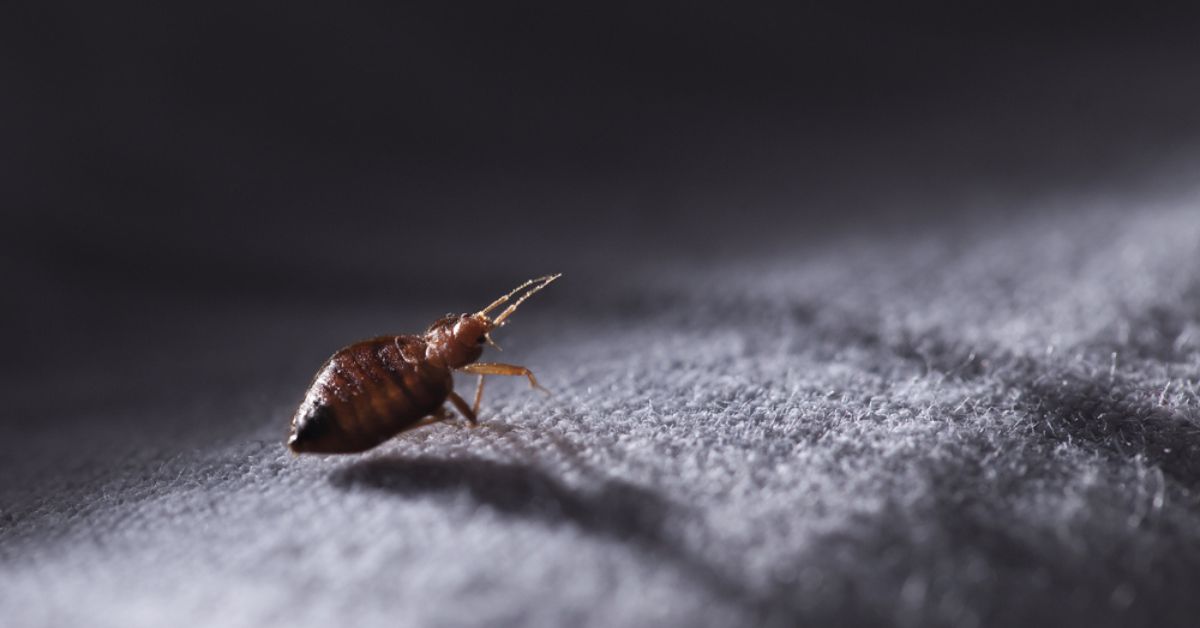 Punaises de lit : les huiles essentielles efficaces pour s'en débarrasser Punaises de lit : les huiles essentielles efficaces pour s'en débarrasser