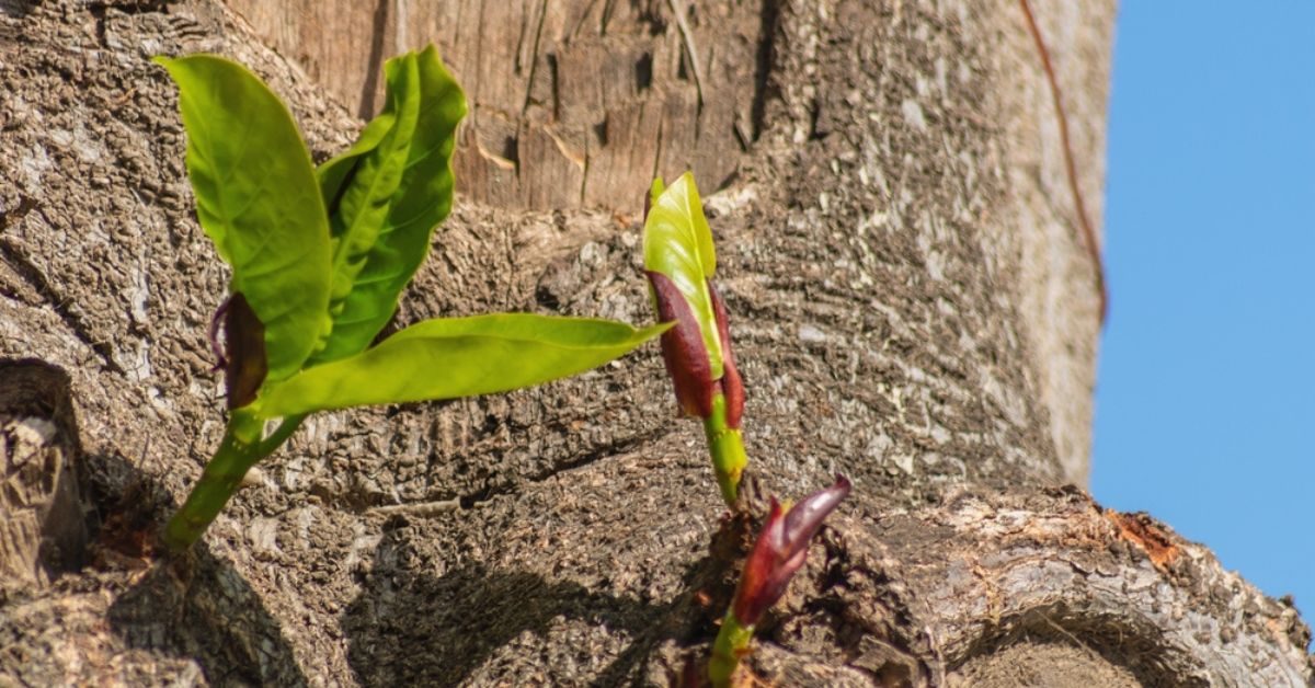 Mon arbre fait des rejets : pourquoi et comment supprimer les drageons ?