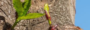 Mon arbre fait des rejets : pourquoi et comment supprimer les drageons ? Mon arbre fait des rejets : pourquoi et comment supprimer les drageons ?