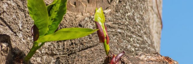 Supprimer les rejets d'un arbre