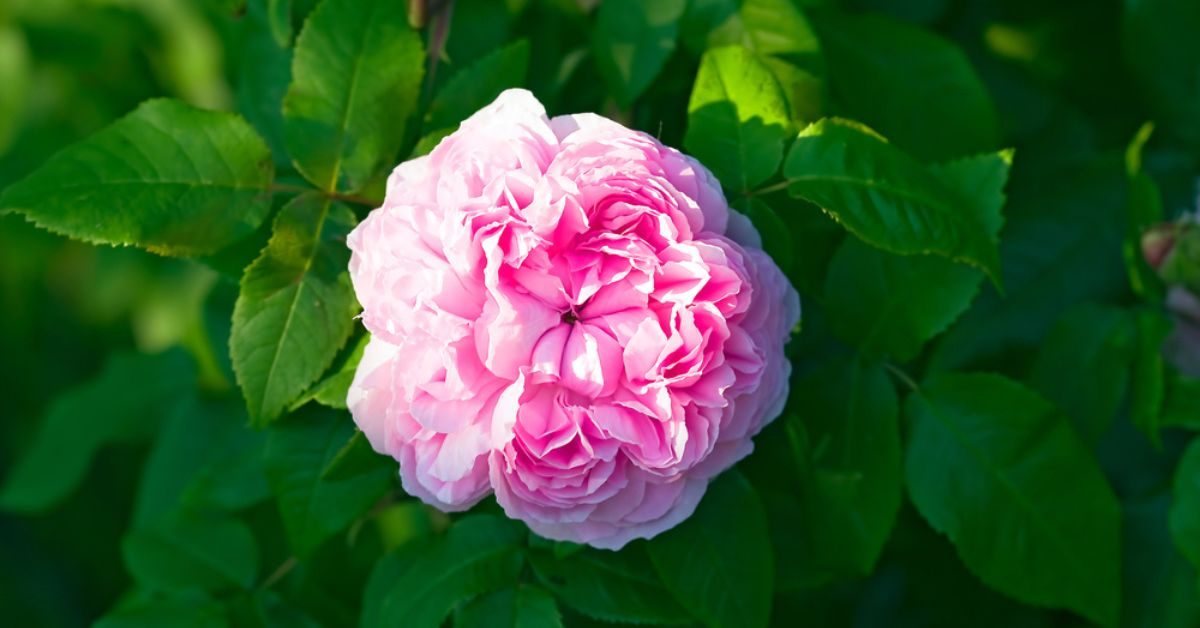 Rosa rugosa, l’incroyable rosier résilient aux propriétés médicinales