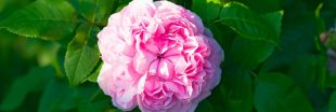 Rosa rugosa, l'incroyable rosier résilient aux propriétés médicinales
