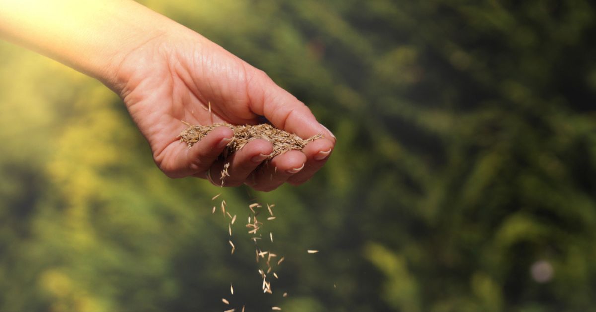 Quand et comment ensemencer sa pelouse après la sécheresse estivale ?