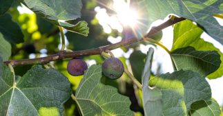 Tailler le figuier pour favoriser de belles récoltes : quand, comment ? Tailler le figuier pour favoriser de belles récoltes : quand, comment ?