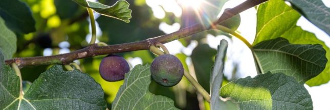 Tailler le figuier à la fin de l'été : tout savoir sur cette taille essentielle