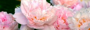Tailler les pivoines herbacées et arbustives : quand et comment ? Tailler les pivoines herbacées et arbustives : quand et comment ?