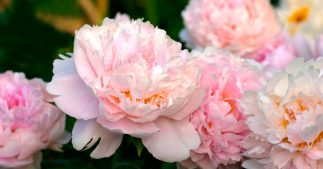 Tailler les pivoines herbacées et arbustives : quand et comment ? Tailler les pivoines herbacées et arbustives : quand et comment ?