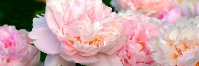 Tailler les pivoines herbacées et arbustives : quand et comment ?