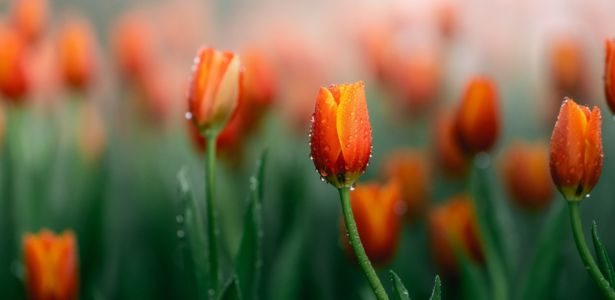 Les tulipes, fleurs de printemps à planter en automne