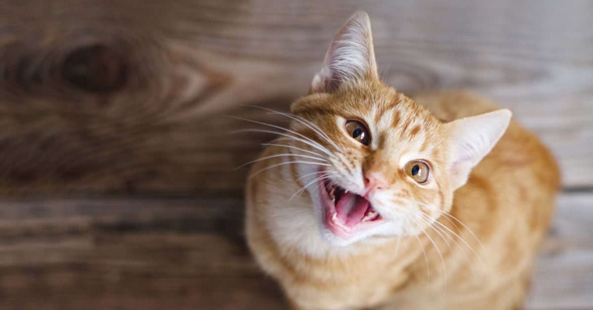 Le typhus du chat se propage en France : comment l’éviter, quels sont les symptômes ?