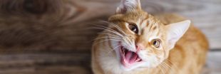 Le typhus du chat se propage en France : comment l'éviter, quels sont les symptômes ?
