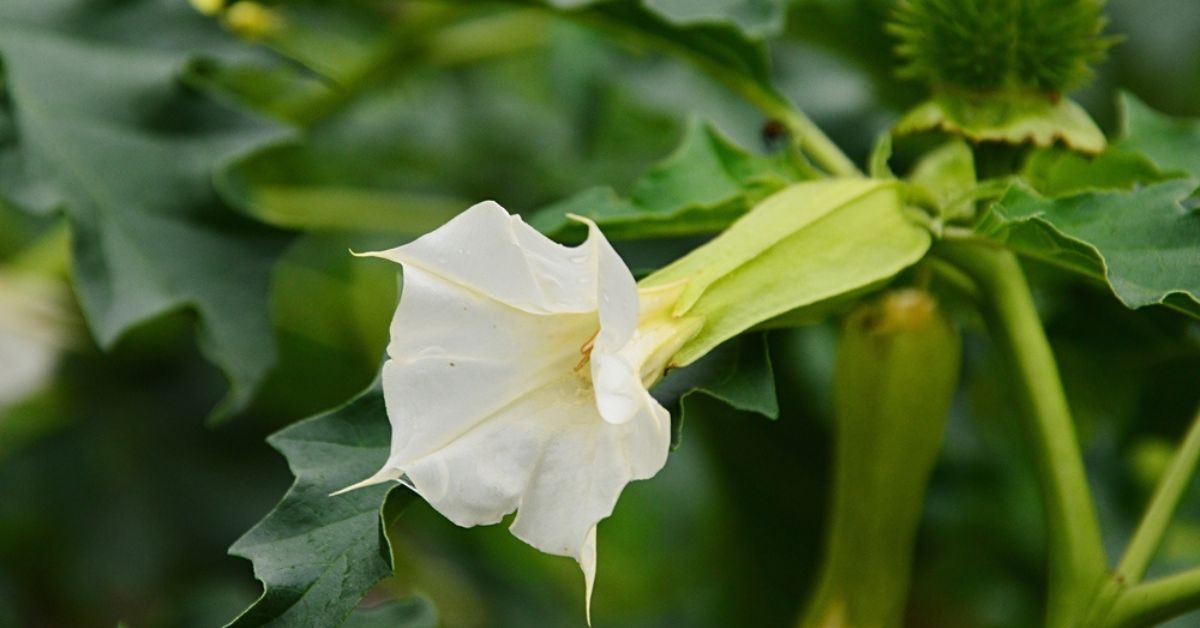 Le retour d’une plante mortelle dans les potagers français ?