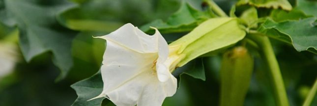 Le retour d'une plante mortelle dans les potagers français ?