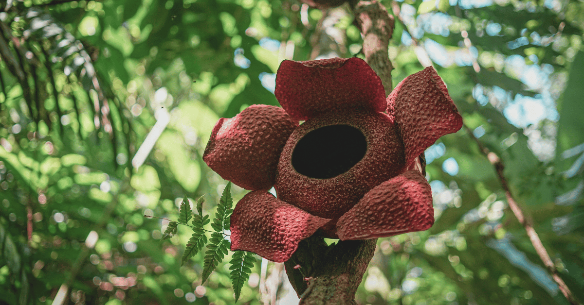 La plus grande fleur du monde est en danger La plus grande fleur du monde est en danger