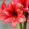 Plantes toxiques : attention aux dangers méconnus de ces plantes d'intérieur populaires Plantes toxiques : attention aux dangers méconnus de ces plantes d'intérieur populaires