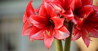 Plantes toxiques : attention aux dangers méconnus de ces plantes d'intérieur populaires Plantes toxiques : attention aux dangers méconnus de ces plantes d'intérieur populaires