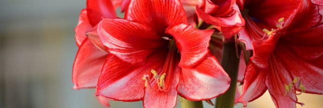 Plantes toxiques : attention aux dangers méconnus de ces plantes d'intérieur populaires