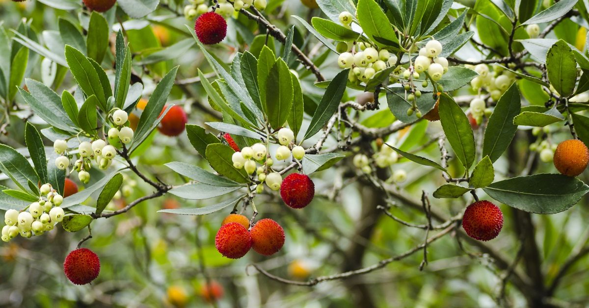 Les arbouses : connaissez-vous ces super fruits ?