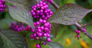 Planter pour polliniser : les plus beaux arbustes mellifères à installer en automne Planter pour polliniser : les plus beaux arbustes mellifères à installer en automne