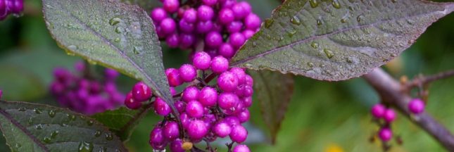Planter pour polliniser : les plus beaux arbustes mellifères à installer en automne