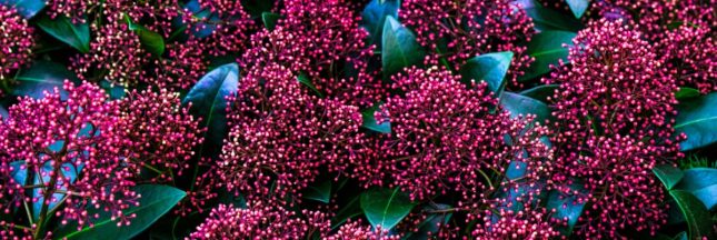 Les plus beaux arbustes persistants à planter au début de l'automne