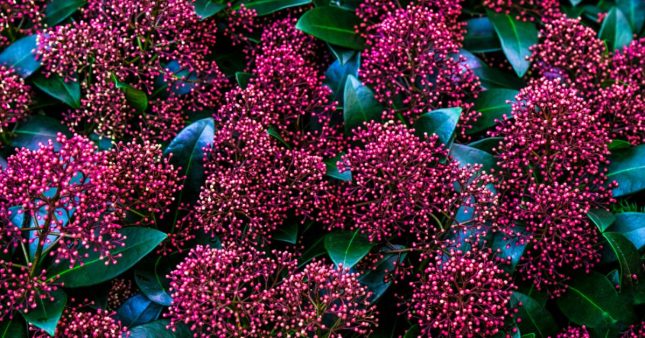 Les plus beaux arbustes persistants à planter au début de l'automne Les plus beaux arbustes persistants à planter au début de l'automne