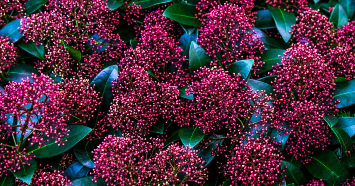 Les plus beaux arbustes persistants à planter au début de l'automne Les plus beaux arbustes persistants à planter au début de l'automne