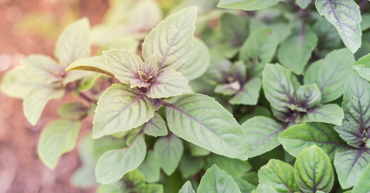 Basilic perpétuel (Ocimum kilimandscharicum), un basilic vivace :  plantation, culture