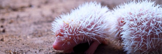 Les bébés hérissons de septembre ont besoin de votre aide !