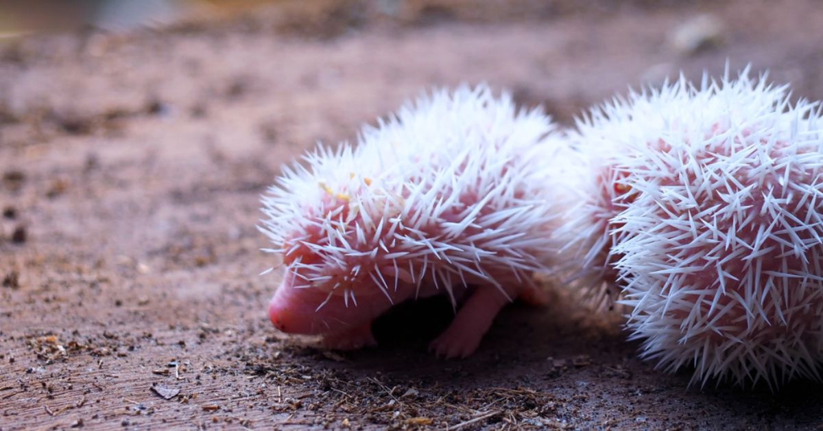 Les bébés hérissons de septembre ont besoin de votre aide !