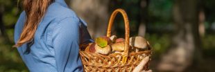 C'est parti pour la cueillette du bolet : comment le reconnaître pour éviter les bolets toxiques ? C'est parti pour la cueillette du bolet : comment le reconnaître pour éviter les bolets toxiques ?