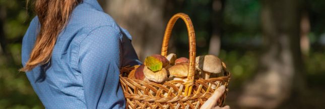 C'est parti pour la cueillette du bolet : comment le reconnaître pour éviter les bolets toxiques ?