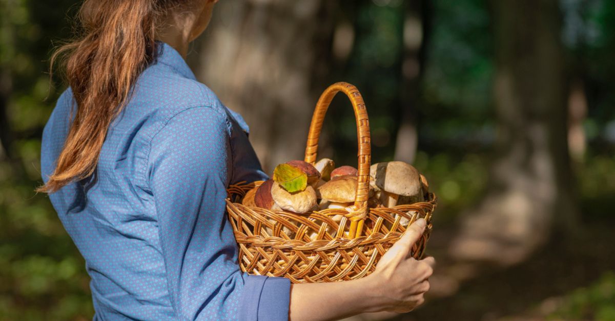 C'est parti pour la cueillette du bolet : comment le reconnaître pour éviter les bolets toxiques ? C'est parti pour la cueillette du bolet : comment le reconnaître pour éviter les bolets toxiques ?