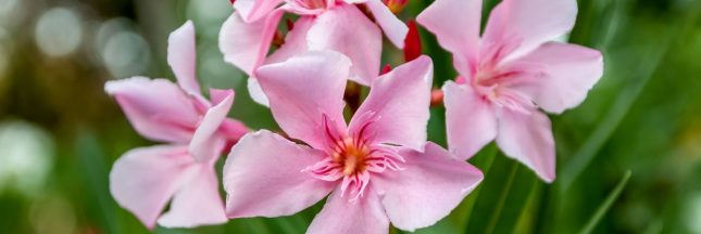 comment bouturer un laurier rose ?