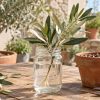 Bouturer ou faire pousser un olivier à partir d'un noyau d'olive : les clés du succès Bouturer ou faire pousser un olivier à partir d'un noyau d'olive : les clés du succès