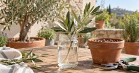Bouturer ou faire pousser un olivier à partir d’un noyau d’olive : les clés du succès Bouturer ou faire pousser un olivier à partir d’un noyau d’olive : les clés du succès