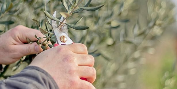 Faire pousser un olivier à partir d'un noyau d'olive