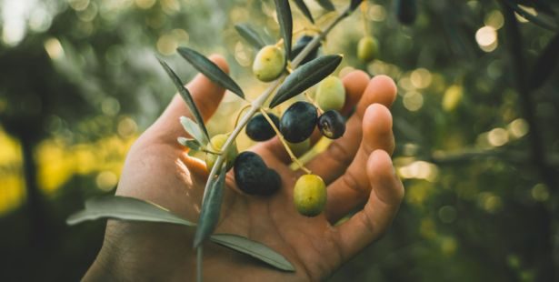 Faire pousser un olivier à partir d'un noyau d'olive