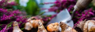 Bulbes d'automne ou de printemps : lesquels planter pour un jardin plein de vie ? Bulbes d'automne ou de printemps : lesquels planter pour un jardin plein de vie ?