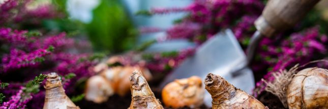 Bulbes d'automne ou de printemps : lesquels planter pour un jardin plein de vie ?