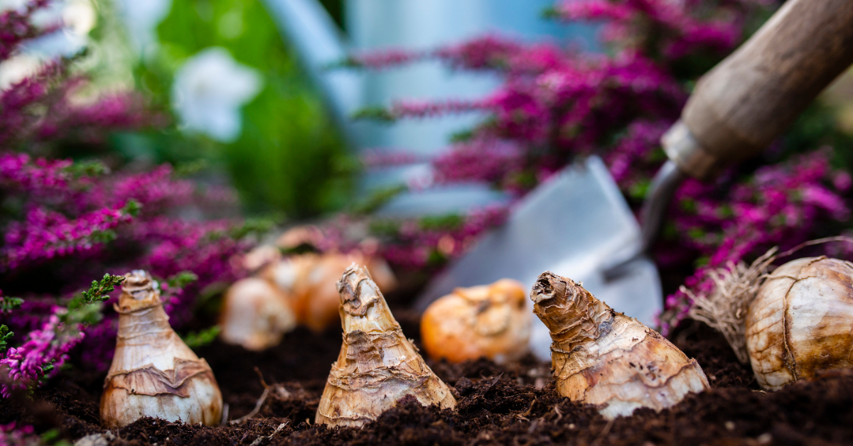 Bulbes d'automne ou de printemps : lesquels planter pour un jardin plein de vie ? Bulbes d'automne ou de printemps : lesquels planter pour un jardin plein de vie ?